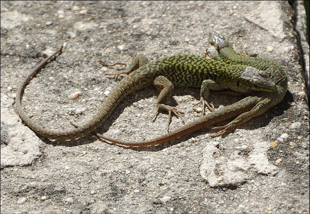 Interazione tra lucertole Podarcis muralis